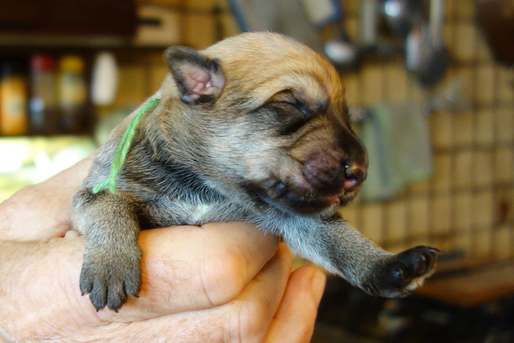 Du frène au lierre - Berger de Picardie - Portée née le 25/07/2020